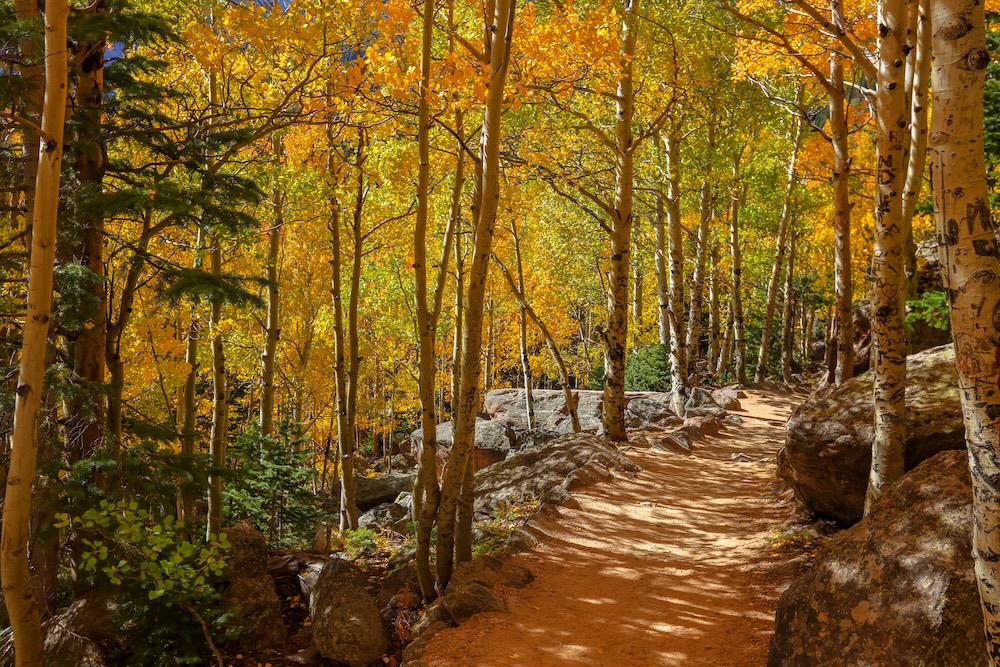 Mountain biking trail surrounded by fall-colored aspens