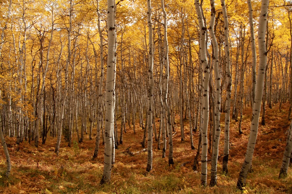 A golden aspen grove