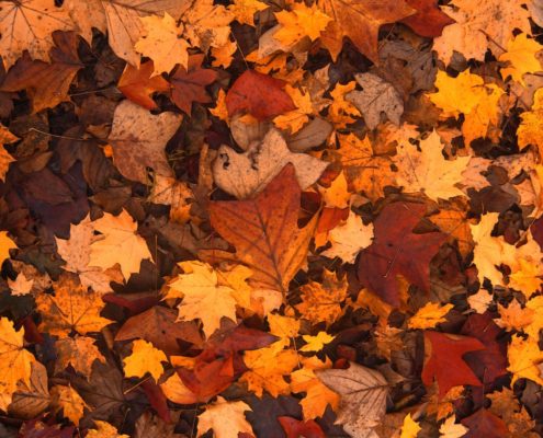 Picture of fall leaves in Breckenridge